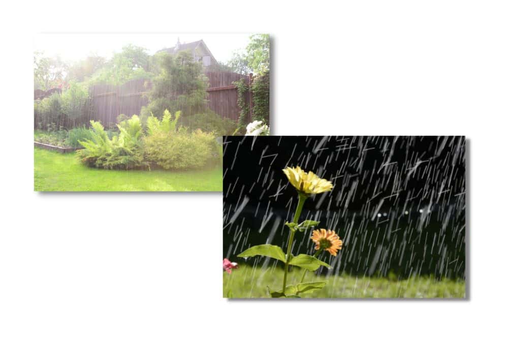 rain-garden