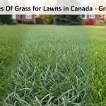 Best Types Of Grass for Lawns in Canada - Grass Climate 3 Grass Types